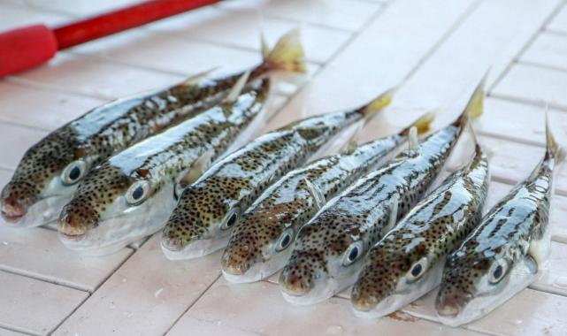 Hatay'da balon balığından zehirlenen aile... 1 kişi taburcu oldu