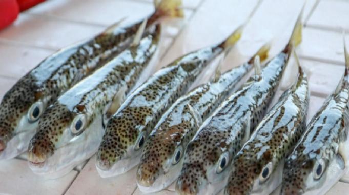 Hatay&#039;da balon balığından zehirlenen aile... 1 kişi taburcu oldu