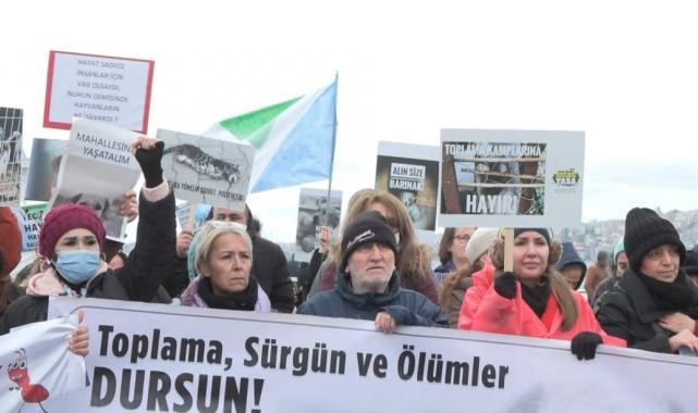 İstanbul'da hayvanseverlerden sokak köpeği eylemi