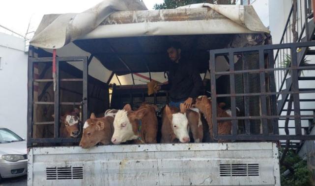 Muğla'da buzağı satmaya gelen 3 kişinin hayvanlarını zorla aldılar