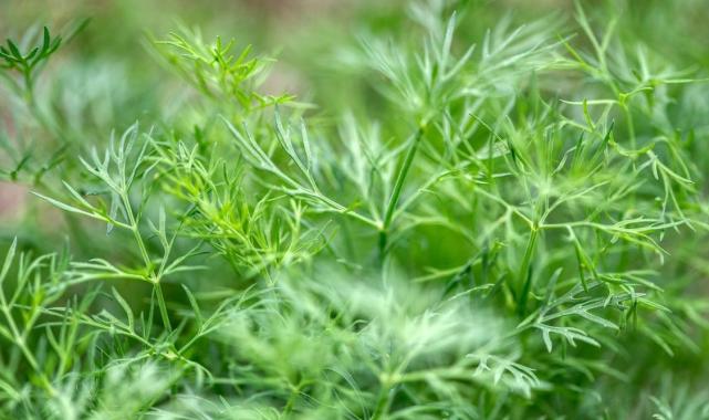 Ne az ne çok çalışacak! Günlük 1 tutam yiyin, tiroidi dengeleyin...