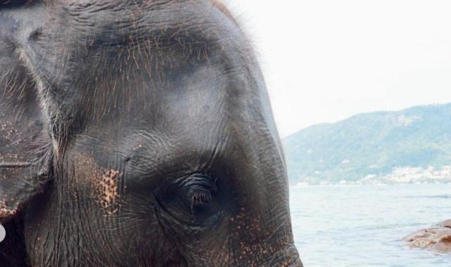 Oyuncu Rabia Soytürk'ün fille pozları olay oldu! Filin burnuna oturduğu kareye yorum yağdı