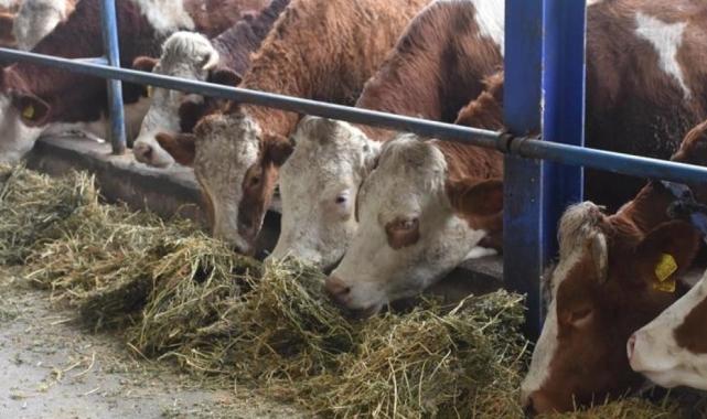 Şap hastalığına karşı aşı dozu 3'e çıkartıldı