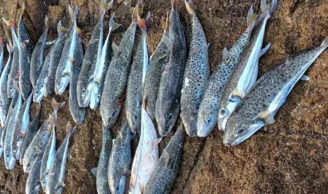 Sıcaklık artınca balon balığı rotayı Marmara'ya çevirdi