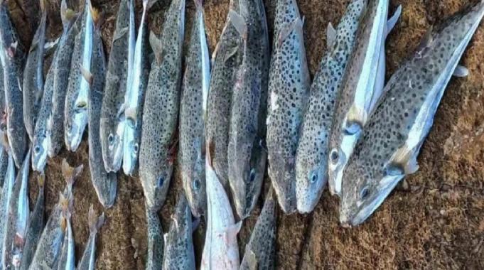 Sıcaklık artınca balon balığı rotayı Marmara'ya çevirdi