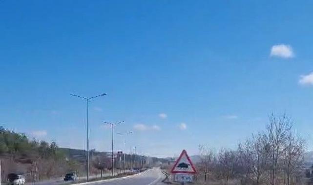 Sivas'ta domuz sürüsüne çarpan sürücü kazayı ucuz atlattı