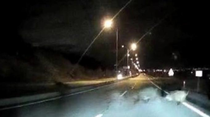 Sivas&#039;ta domuz sürüsüne çarpan sürücü kazayı ucuz atlattı