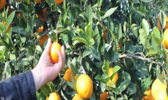 Adana'da portakalın kilosu bahçede 3 lira, markette 45 lira