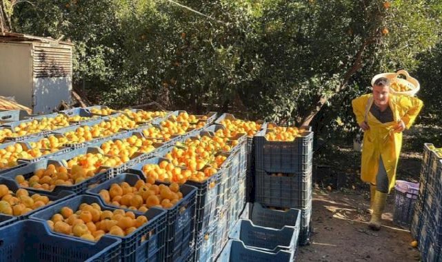 Bodrum mandalinasında hasat başladı... Bahçede 5, İstanbul'da 50 lira