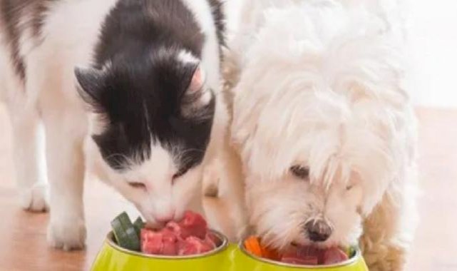 Çin'de bir kadın 2.8 milyon dolarlık servetini evcil hayvanlarına bıraktı