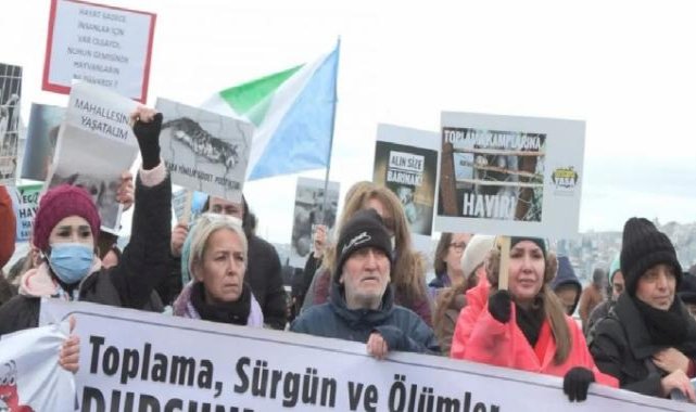 İstanbul'da hayvanseverlerden sokak köpeği eylemi