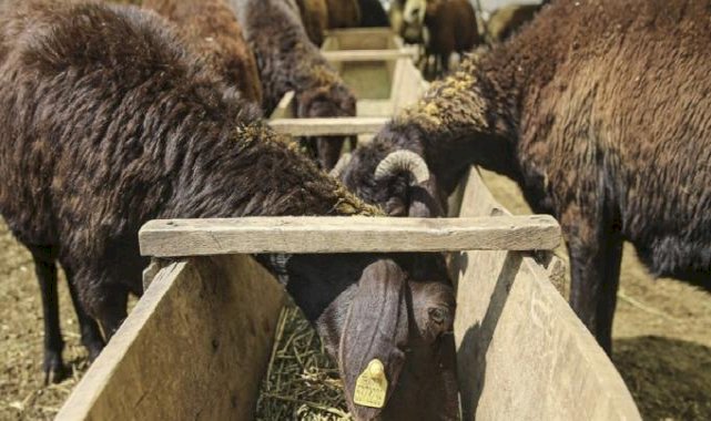Kastamonu'da şap hastalığı görüldü: Hayvan pazarı kapatıldı