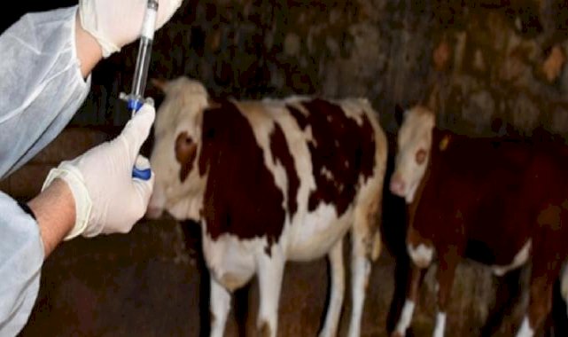 Şap hastalığına karşı aşı dozu 3'e çıkartıldı
