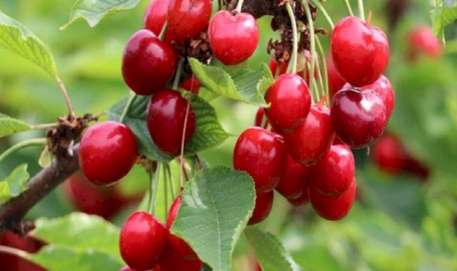 Türkiye genelinde ihracatı arttı! Geçen yılki kiraz ihracatının yüzde 39'u Batı Akdeniz'den geldi