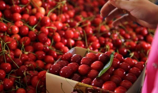 Türkiye genelinde ihracatı arttı! Geçen yılki kiraz ihracatının yüzde 39'u Batı Akdeniz'den geldi