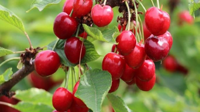 Türkiye genelinde ihracatı arttı! Geçen yılki kiraz ihracatının yüzde 39'u Batı Akdeniz'den geldi