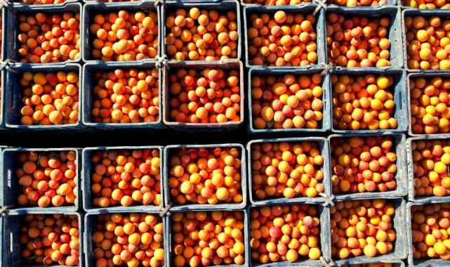 Adana'da kan portakalı üretimi arttı! Yurt içinden çok yurt dışından rağbet görüyor