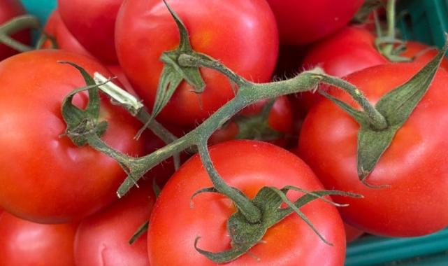 Batı Akdeniz'in sebze ihracatına seralar destek veriyor