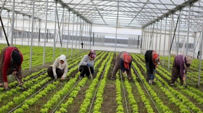 Batı Akdeniz&#039;in sebze ihracatına seralar destek veriyor