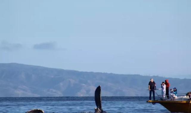 Bilim insanları araştırdı! Balinaların su altında nasıl şarkı söylediği ortaya çıktı