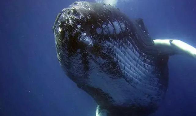 Bilim insanları araştırdı! Balinaların su altında nasıl şarkı söylediği ortaya çıktı