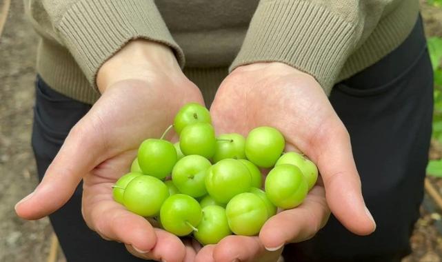 Bursa'da ilk erik hasadı: Fiyatı dudak uçuklattı