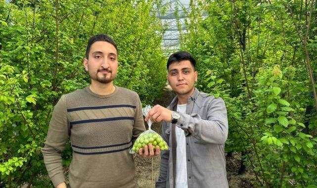 Bursa'da ilk erik hasadı: Fiyatı dudak uçuklattı