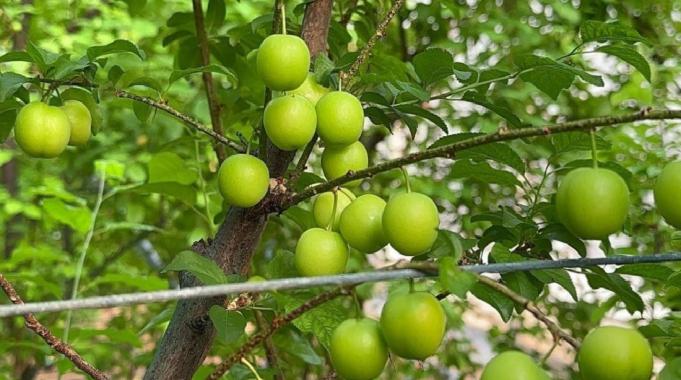 Bursa'da ilk erik hasadı: Fiyatı dudak uçuklattı