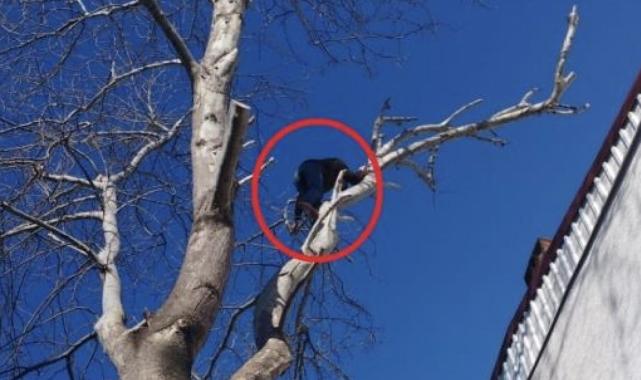 Bursa'da şaşkına çeviren anlar: Polisten kaçmak için ağaca çıktı