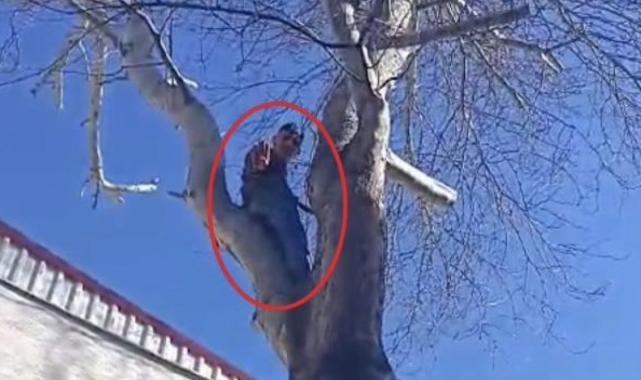 Bursa'da şaşkına çeviren anlar: Polisten kaçmak için ağaca çıktı