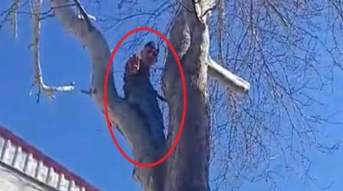 Bursa&#039;da şaşkına çeviren anlar: Polisten kaçmak için ağaca çıktı