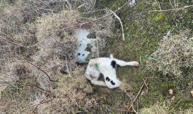 Çanakkale'de sokak köpekleri ağıldaki 11 küçükbaşı öldürdü