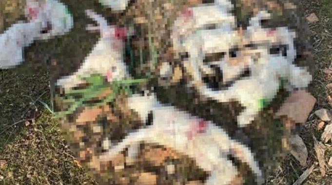 Çanakkale&#039;de sokak köpekleri ağıldaki 11 küçükbaşı öldürdü