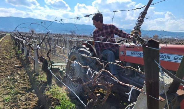 Çekirdeksiz Sultaniye üzümüne hazırlık! Manisa'nın bağlarında hummalı çalışma