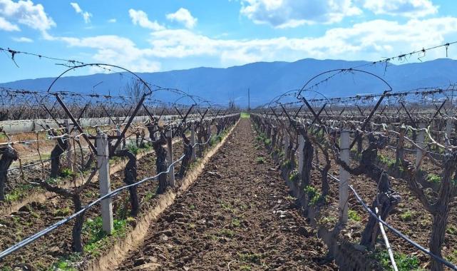 Çekirdeksiz Sultaniye üzümüne hazırlık! Manisa'nın bağlarında hummalı çalışma