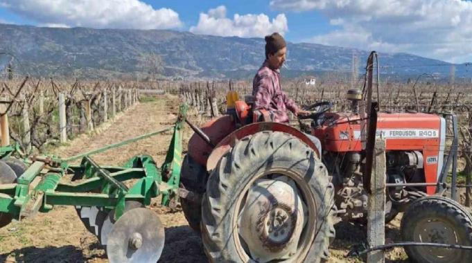 Çekirdeksiz Sultaniye üzümüne hazırlık! Manisa'nın bağlarında hummalı çalışma