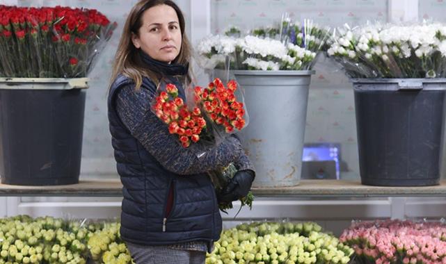 Çicek üreticilerinin 14 Şubat mesaisi: Dünyadaki sevgililere 70 milyon dal Türk çiçeği