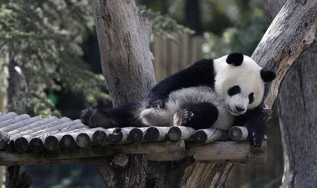 Çin ile ABD arasında 20 yıl sonra bir ilk! Panda kiralanıyor