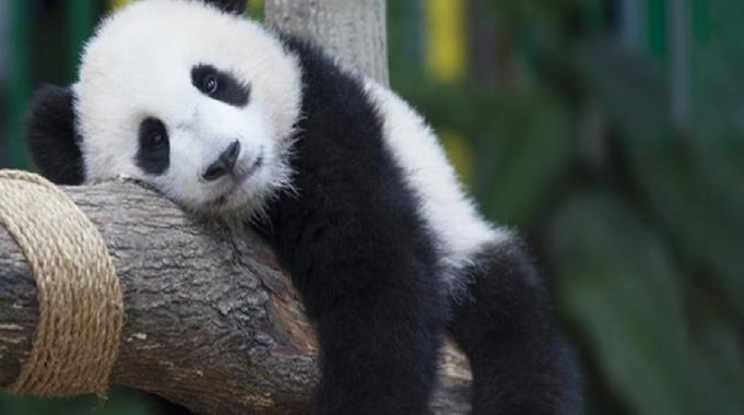 Çin ile ABD arasında 20 yıl sonra bir ilk! Panda kiralanıyor