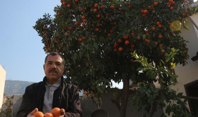Depremin vurduğu Hatay'da narencileri toplayacak kimse kalmadı