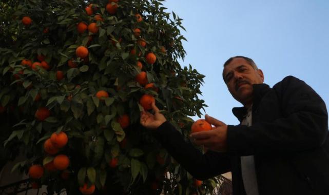 Depremin vurduğu Hatay'da narencileri toplayacak kimse kalmadı