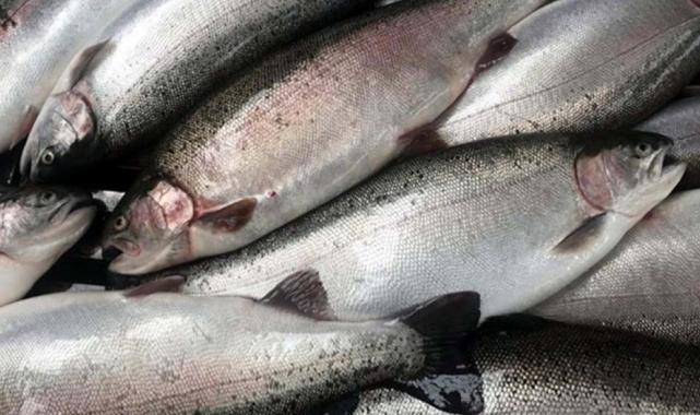 Doğu Karadeniz'in Türk somonu ihracatında miktarda yüzde 146, değerde 59 artış
