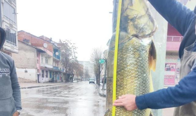 Elazığ'da ağa takılan yaklaşık 2 metrelik dev turna şaşırttı