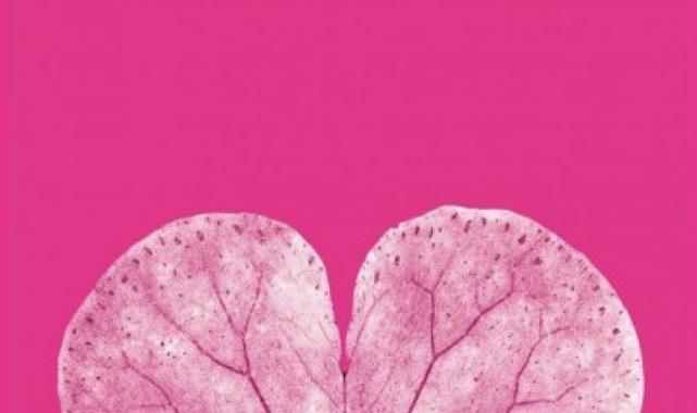 Elif Şafak'ın başka kitaplardan intihal ettiği iddia edilen eserleri ve örnekler