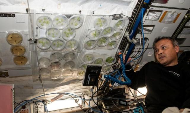 Gezeravcı, uzayda son deneyi de yaptı: METABOLOM