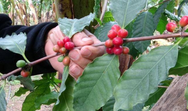 Hakiki Türk kahvesi geliyor! Mersinli üretici ilk ürünlerini aldı
