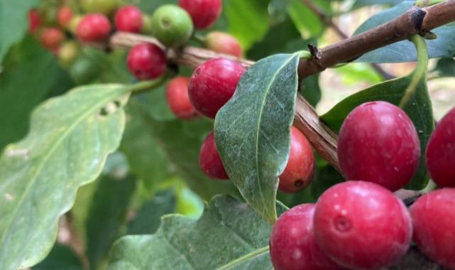 Hakiki Türk kahvesi geliyor! Mersinli üretici ilk ürünlerini aldı