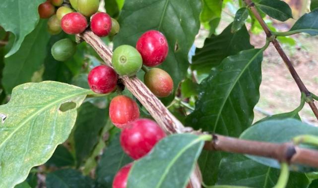 Hakiki Türk kahvesi geliyor! Mersinli üretici ilk ürünlerini aldı