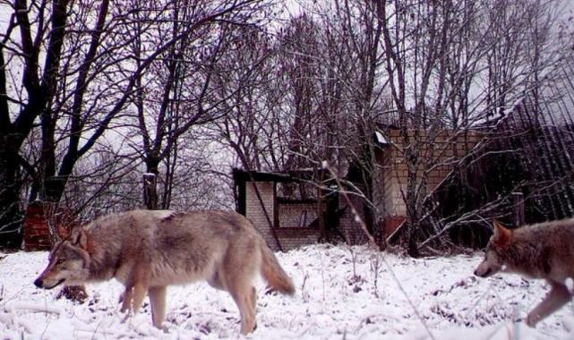 İnsanları kanserden koruyacak ipucu: Çernobil'deki radyasyona dirençli kurtlar