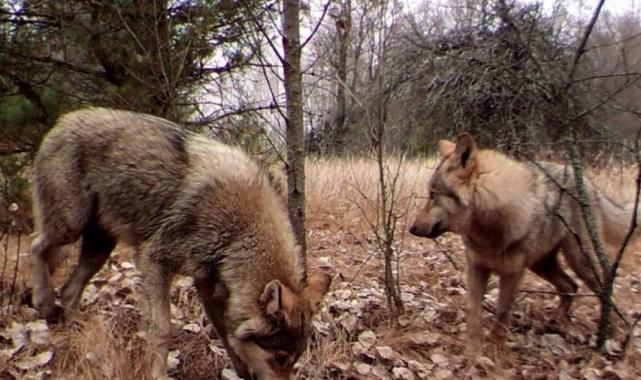İnsanları kanserden koruyacak ipucu: Çernobil'deki radyasyona dirençli kurtlar
